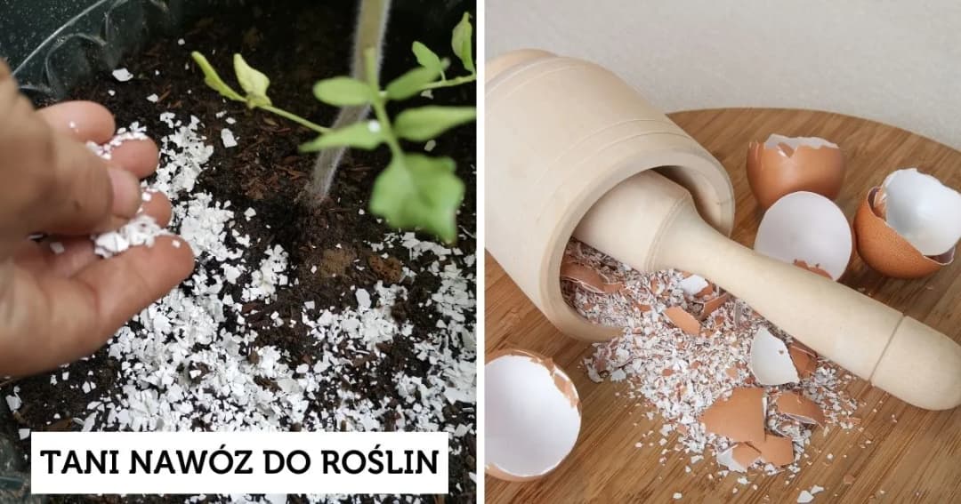 Gdzie wyrzucić skorupki od jajek? Uniknij błędów w utylizacji