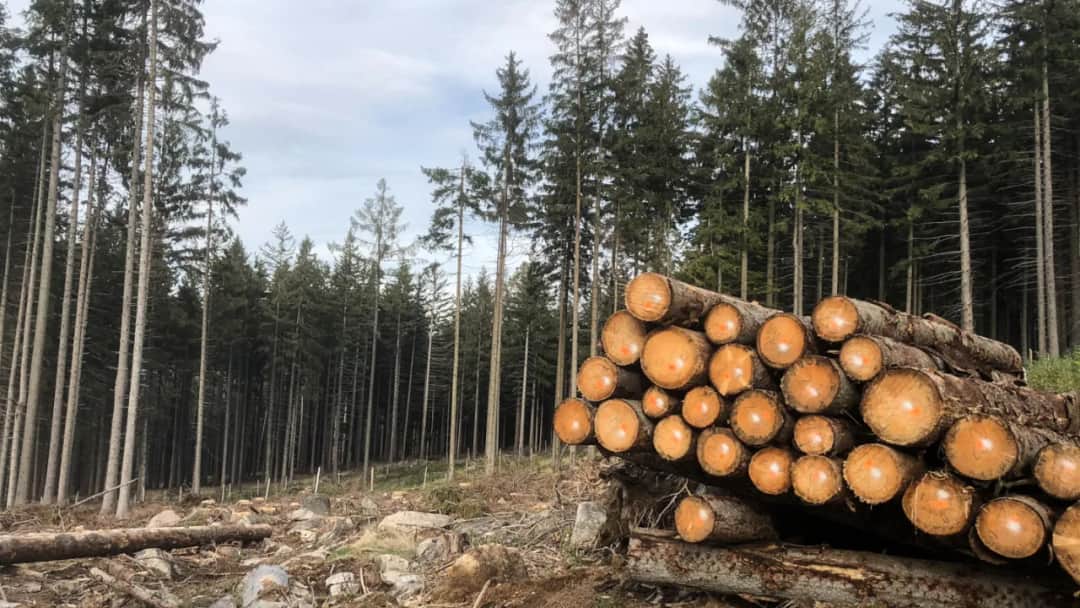 Stowarzyszenie na rzecz zrównoważonego rozwoju Polski - walka o lasy